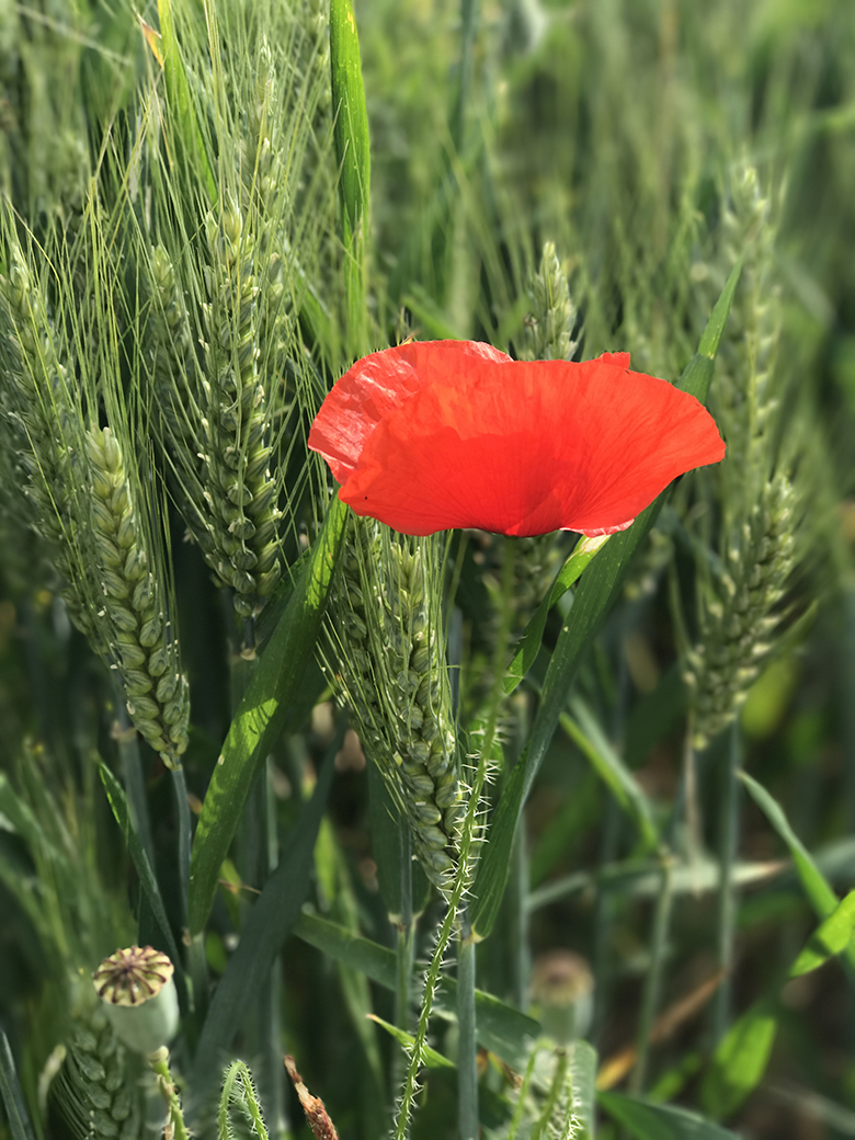 Poppy among the wheat